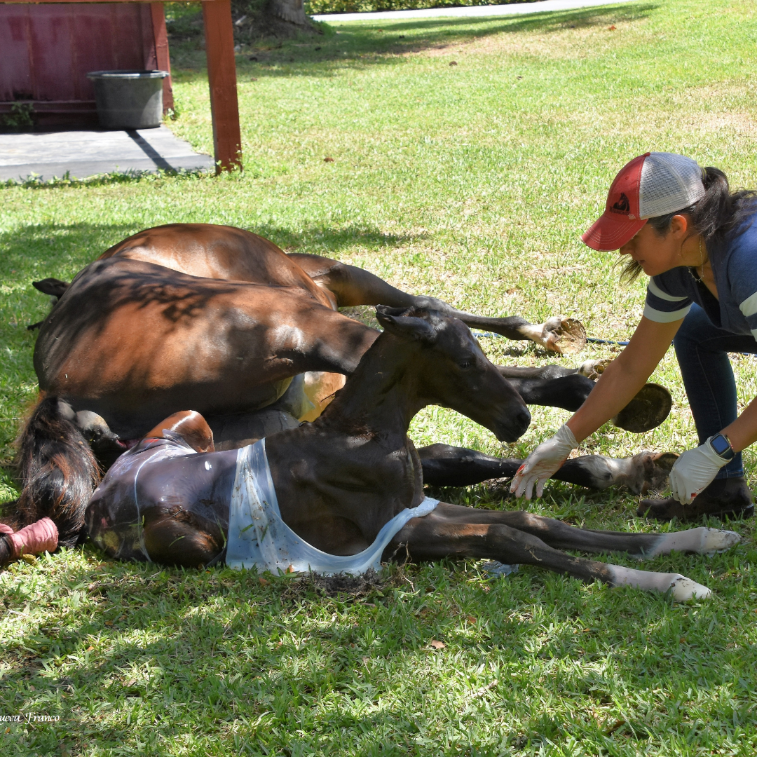 Foaling Services